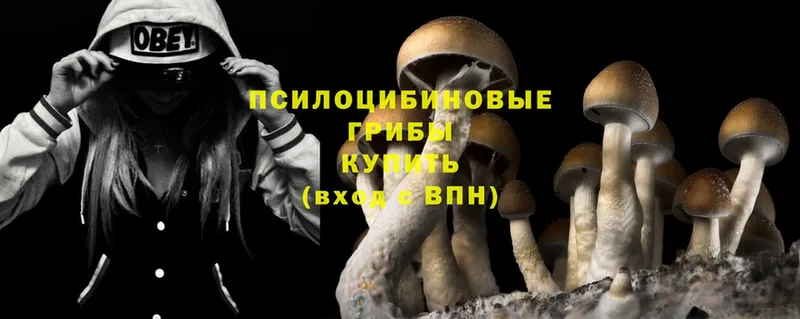 кракен как зайти  Горняк  Галлюциногенные грибы Psilocybe  купить закладку 